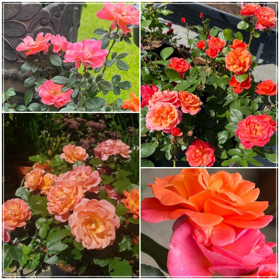 Sugar Candy Rose róża miniaturowa